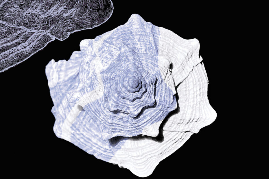 Minutiae